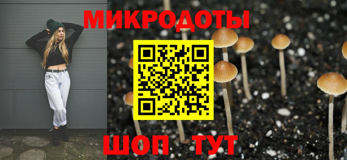 Галлюциногенные грибы Psilocybe Качканар